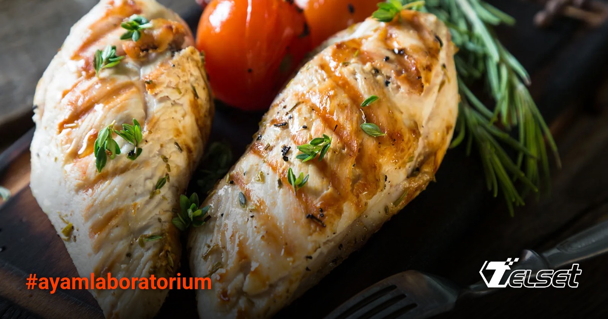 Potongan ayam hasil laboratorium dengan serat otot sempurna