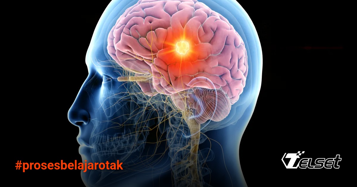 Scan otak manusia yang menunjukkan aktivitas neural kompleks