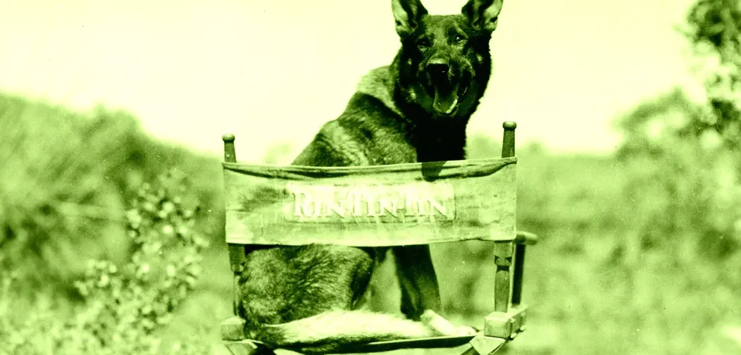 Artificial intelligence menggantikan pekerjaan aktor hewan di Hollywood, anjing dan kucing kesulitan mendapatkan peran