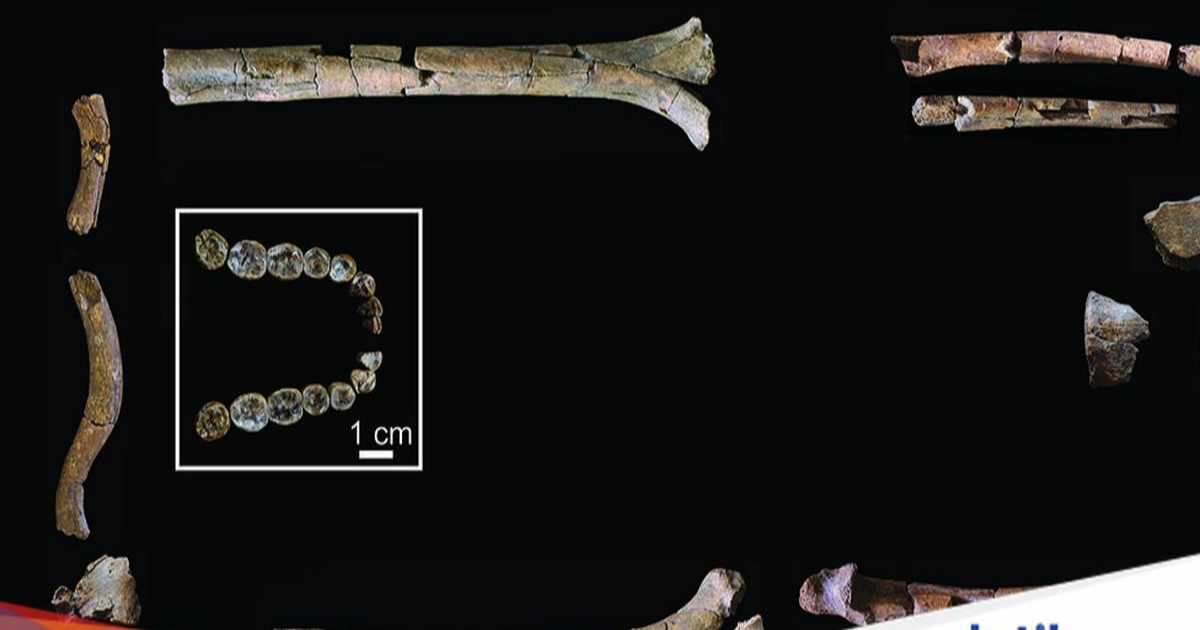 Kerangka Homo habilis dengan lengan panjang mirip kera