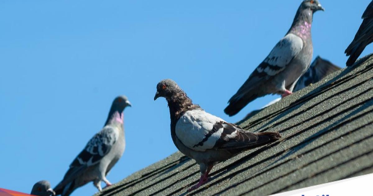 Sekelompok kecil burung merpati abu-abu bertengger di atap rumah pada sore hari yang cerah