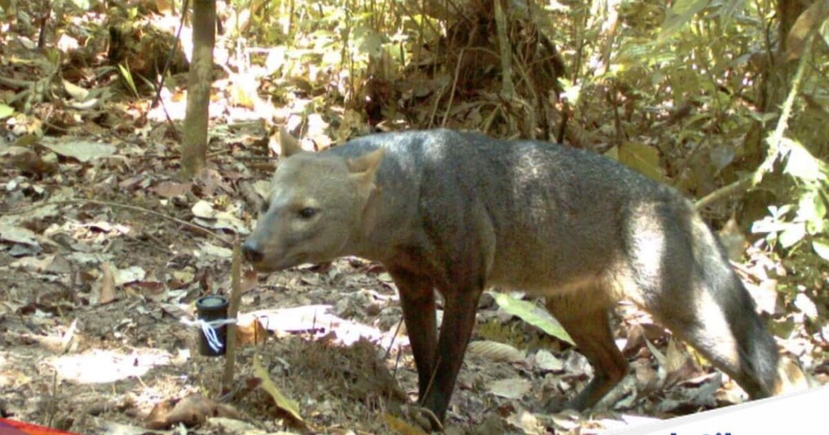 Anjing hantu Amazon atau anjing telinga pendek di habitat hutan Bolivia
