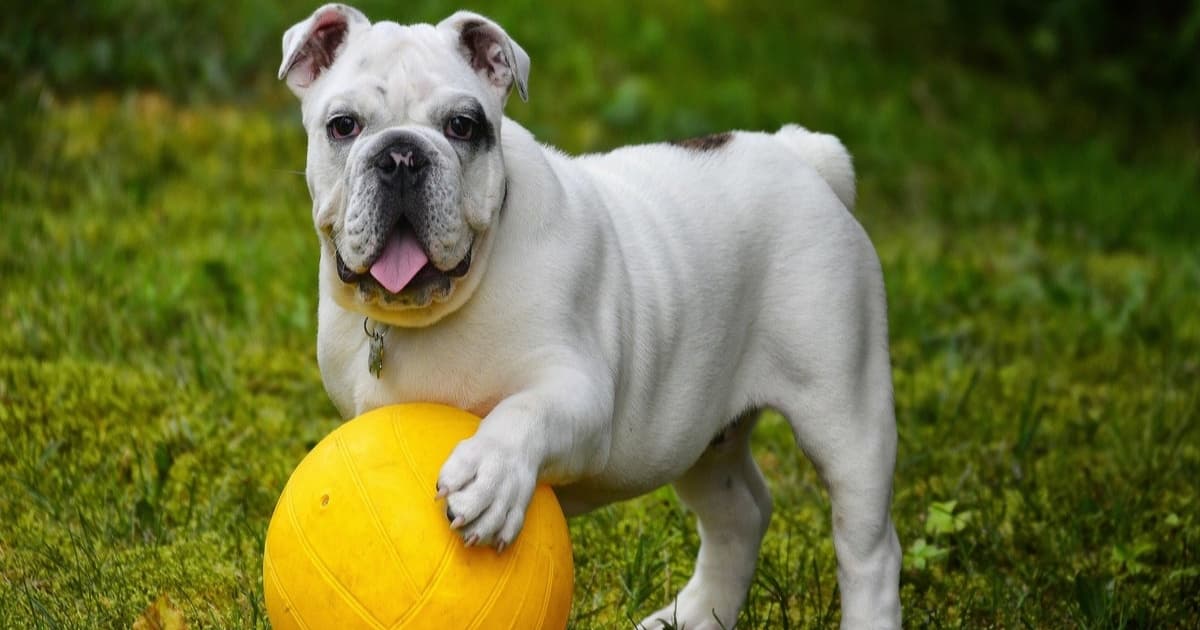Fitur AI Pet Care Samsung Galaxy untuk deteksi kesehatan hewan peliharaan