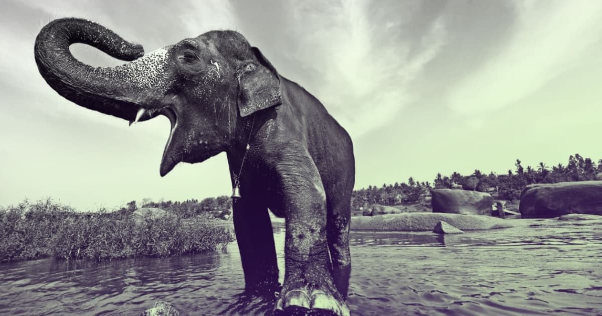 Gajah Asia liar di India dengan latar hutan