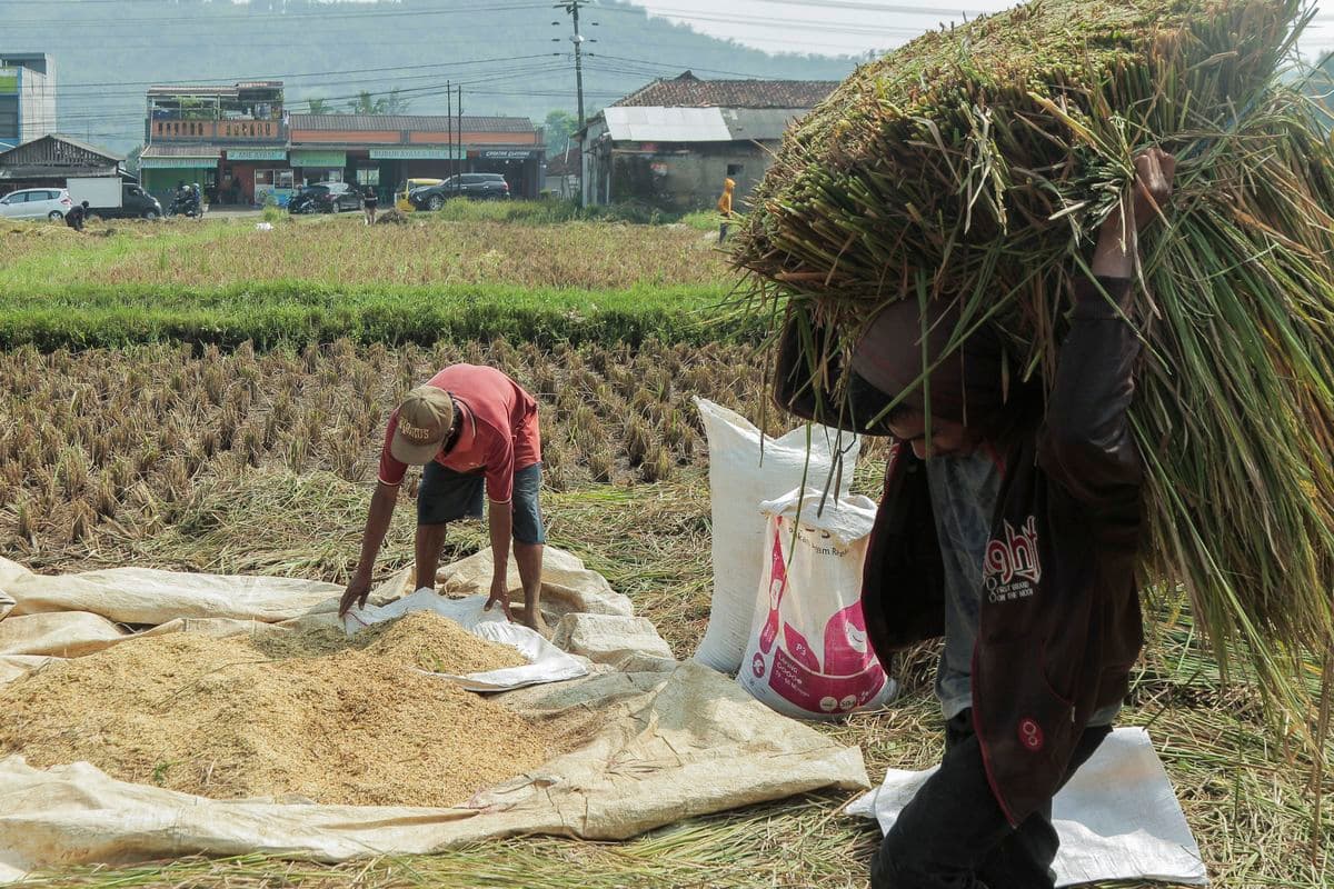 Internet BAKTI Lindungi Petani Sulteng dari Tipuan Tengkulak