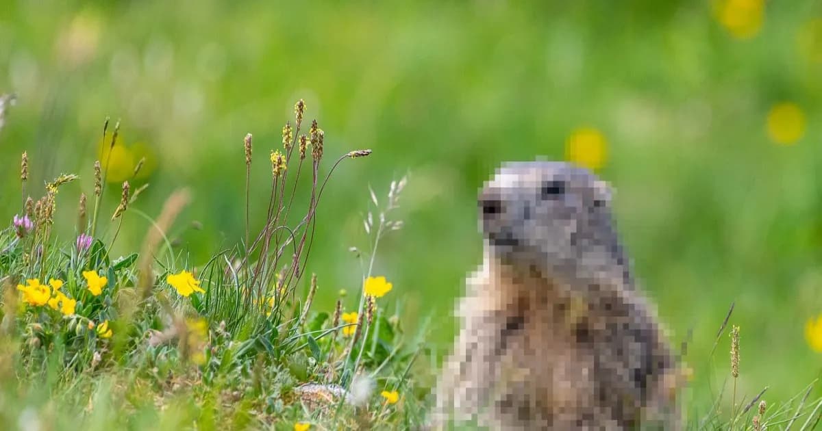 Foto marmot dengan sensor pixel di wajah untuk konten OnlyFans riset