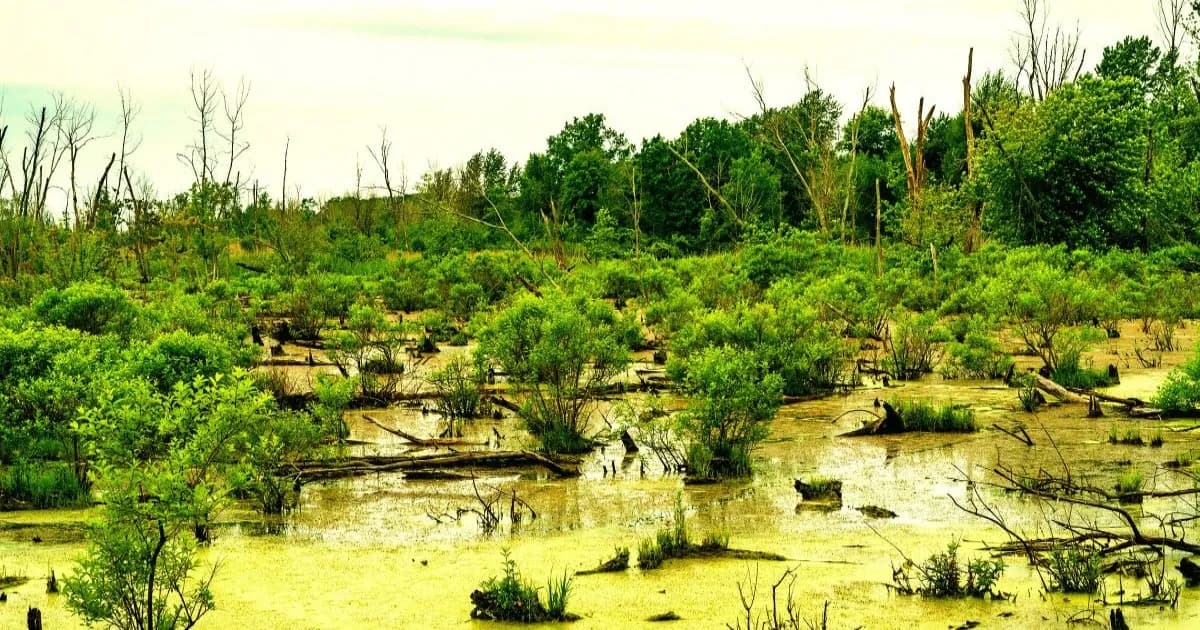 Foto lahan basah berhutan di Fort Wayne, Indiana yang menjadi target pengembangan data center Google