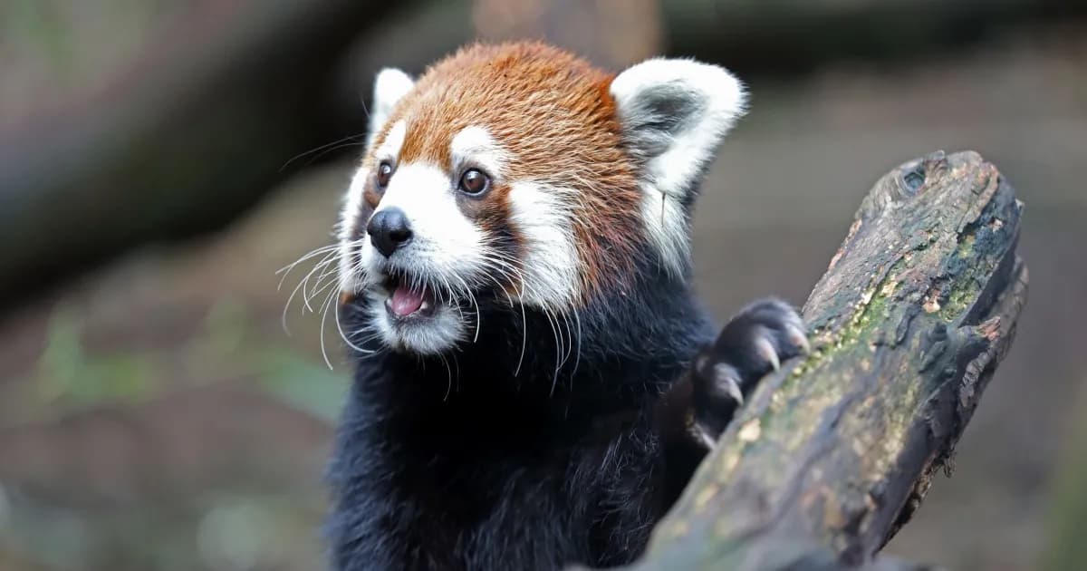 Mei Lee the red panda di Nashville Zoo yang menjadi simbol penolakan pembangunan data center