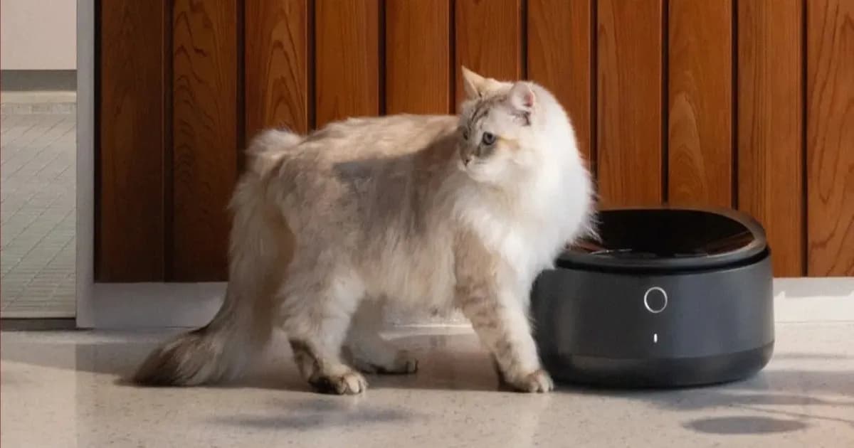 Ilustrasi smart pet feeder Petlibro dan seekor kucing yang menunggu makanan