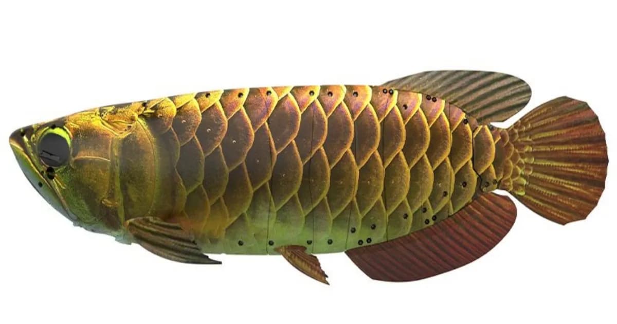 Robot ikan arwana emas bionik BG-5 Boyagongdao dengan bodi mengkilap di akuarium