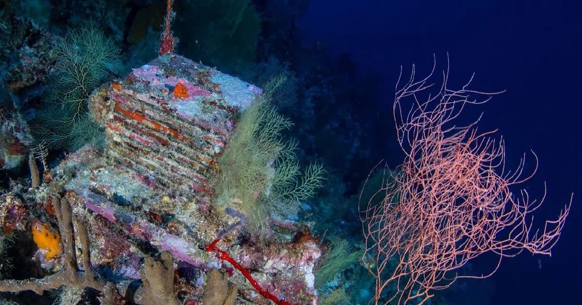 Penyelam meneliti terumbu karang dalam mesophotic di perairan Palau