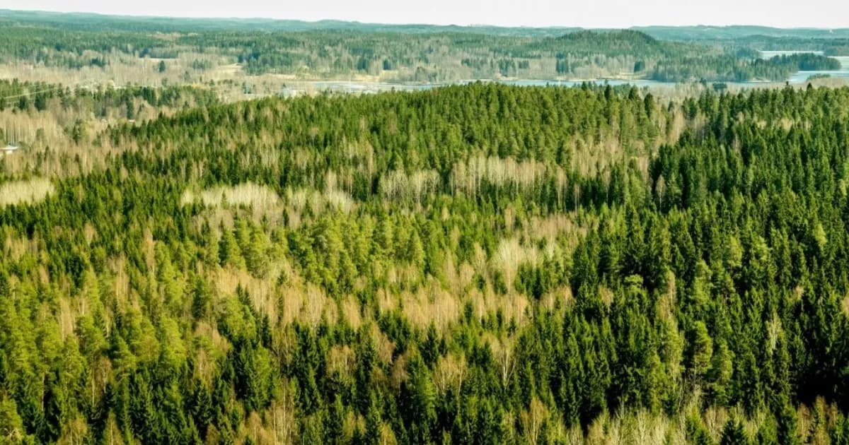 Ilustrasi hutan Finlandia yang dikaitkan dengan proyek data center Google.
