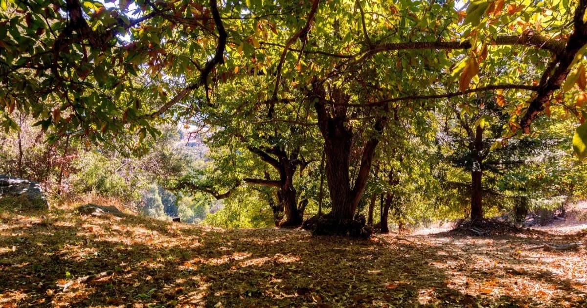 Kebun pohon chestnut di California yang menjadi bagian dari upaya pelestarian spesies chestnut Amerika.