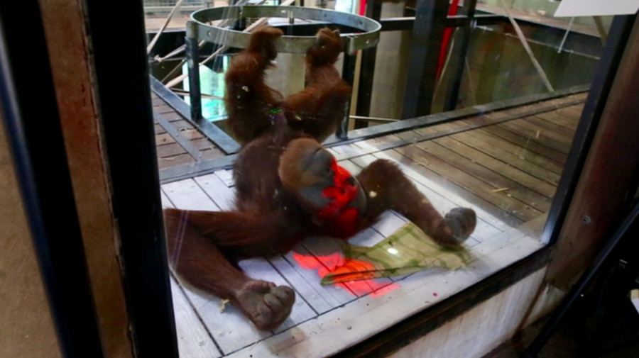 Orangutan Tertarik “Main” Xbox Kinect