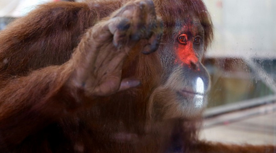 Orangutan Tertarik “Main” Xbox Kinect