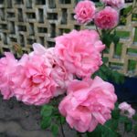 Sony-Xperia-X3