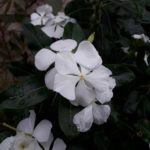 J7 Prime-32
