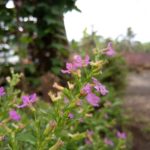 Hasil kamera Vivo V5-1