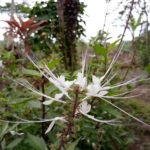 Hasil kamera Vivo V5-2