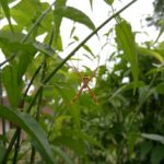Hasil kamera Vivo V5-4
