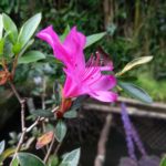 Foto Coolpad Cool Dual-6