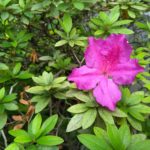 gambar38