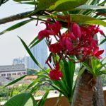 IMG20100116052048