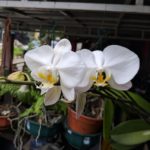 IMG_20180317_170044