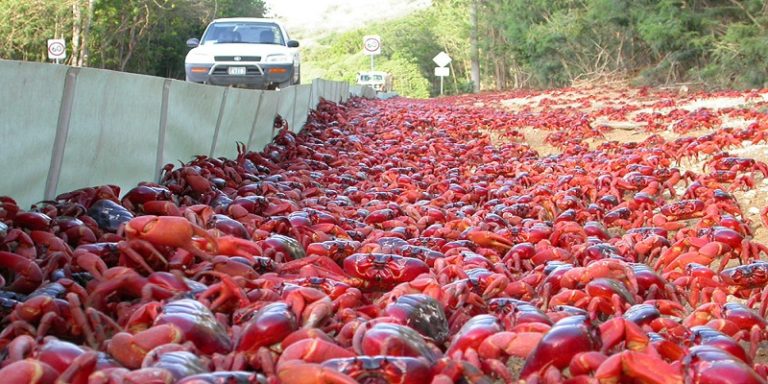 Melihat Jutaan Kepiting Merah Bermigrasi via Google Street View
