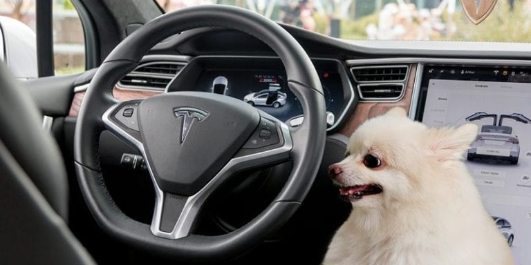 Fitur Dog Mode