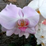 Hasil Kamera Nokia 51 Plus-7