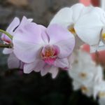 Hasil Kamera Nokia 51 Plus-8