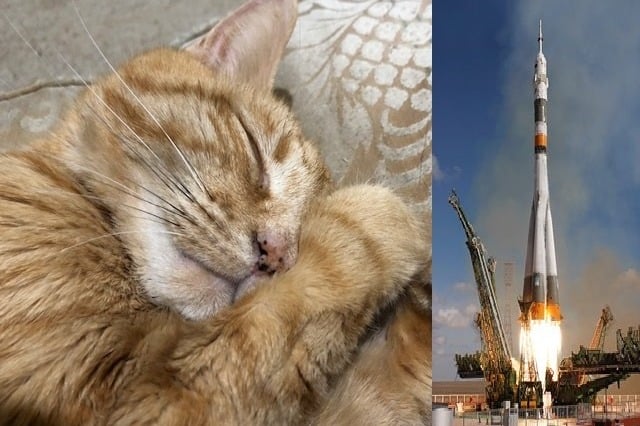 Pria Ini Kirim Abu Kremasi Kucing Kesayangannya ke Orbit Bumi