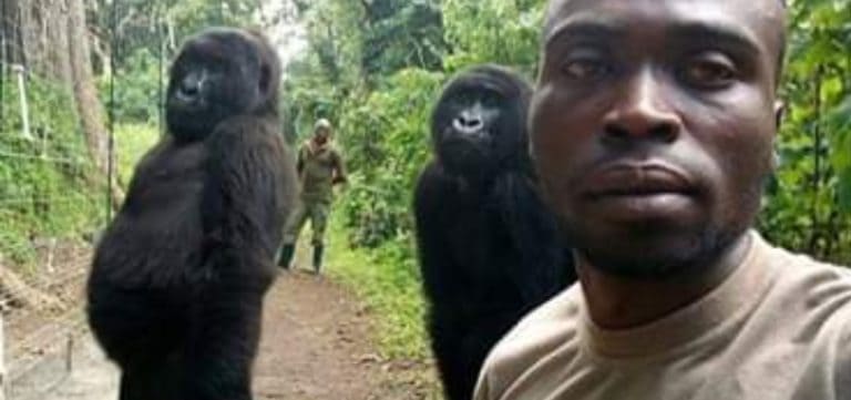 Foto Selfie Dua Gorila Ini Heboh di Medsos