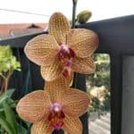 kamera utama-5
