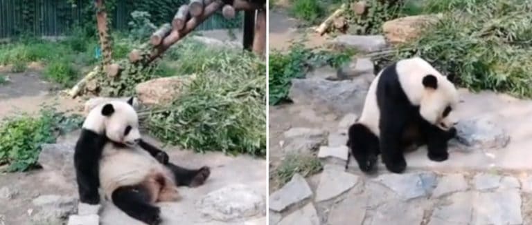 Netizen Marah! Turis Tertangkap Kamera Lempar Batu ke Panda