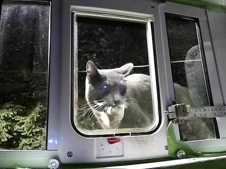 Pintu Kucing