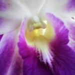 Macro realme 5