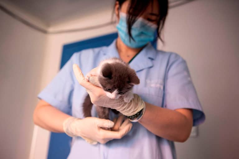 Sudah Mati, Kucing Ini “Dihidupkan” Kembali oleh Ilmuwan China
