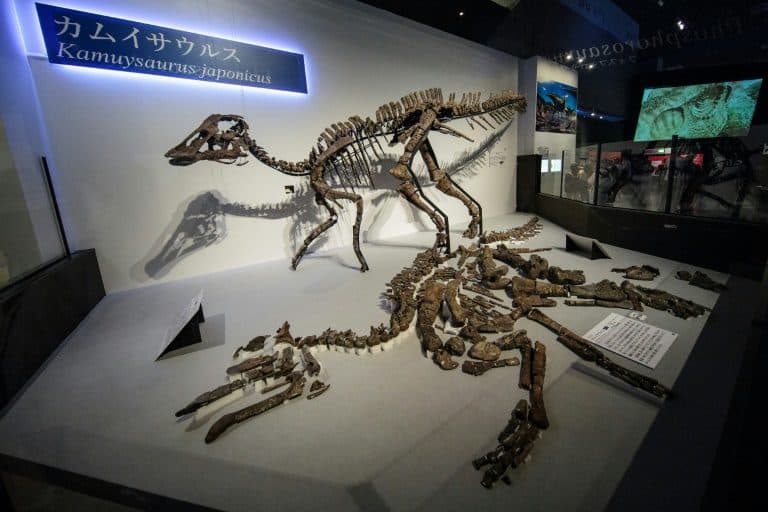 Ilmuwan Jepang Temukan Fosil Dinosaurus Dewa Naga