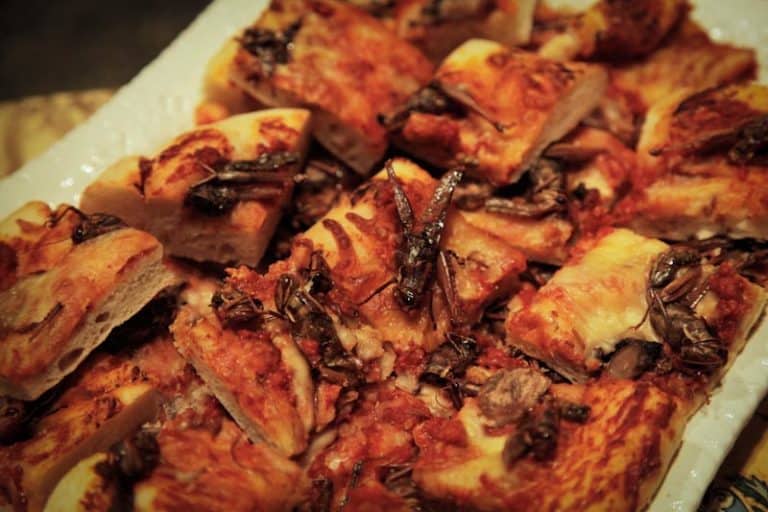 Pizza Serangga