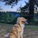 pixel-4-camera-sample-dog-2
