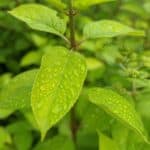 pixel-4-camera-sample-macro-1