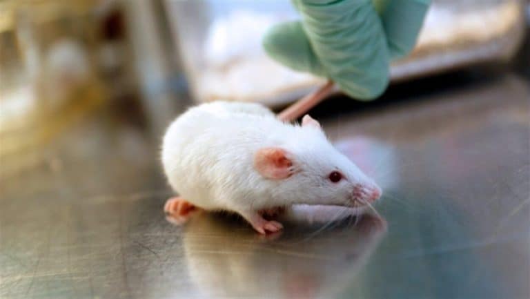 Ilmuwan Obati Alzheimer Tikus Pakai Cahaya dan Suara