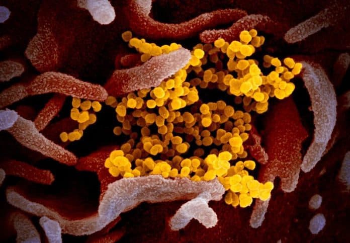 Gambar Virus Corona