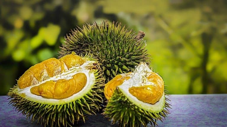 Durian baterai