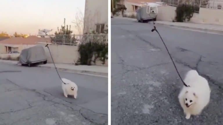 Drone anjing