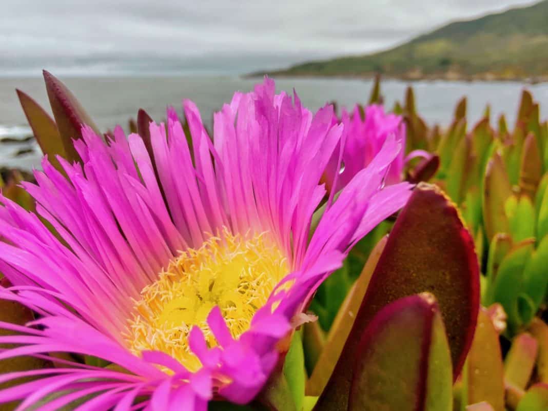 Motorola Edge dan Motorola Edge+ Pamer Hasil Foto