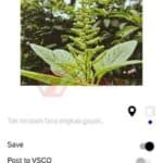 Tips Edit Foto Instagram Pakai VSCO (11)