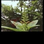 Tips Edit Foto Instagram Pakai VSCO (4)